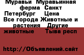 Муравьи, Муравьинная ферма. Санкт-Петербург. › Цена ­ 550 - Все города Животные и растения » Другие животные   . Тыва респ.